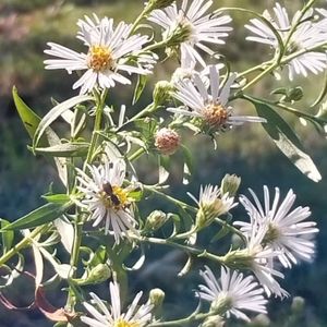 Meet your Posher, Misha